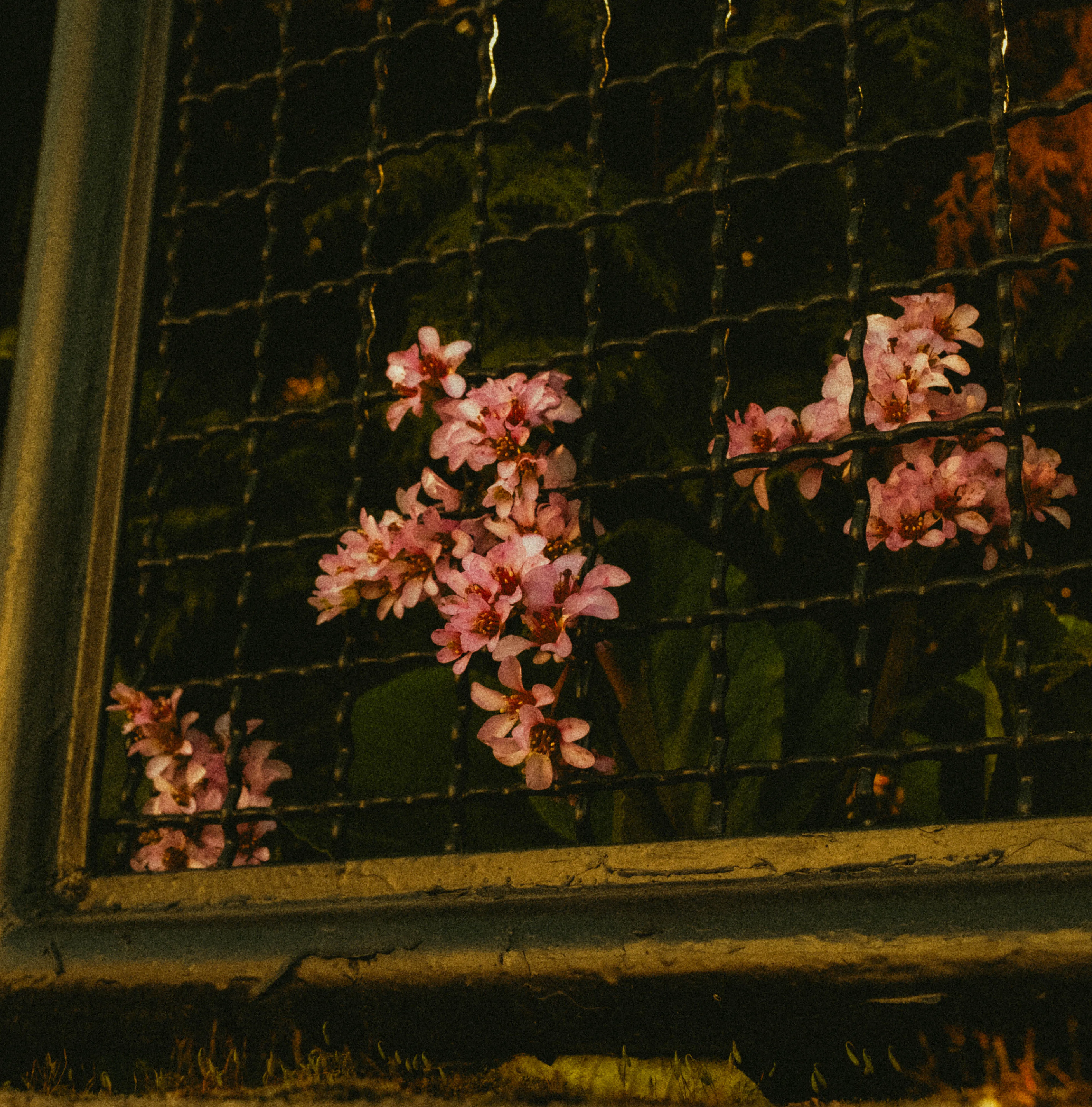 Color image 4