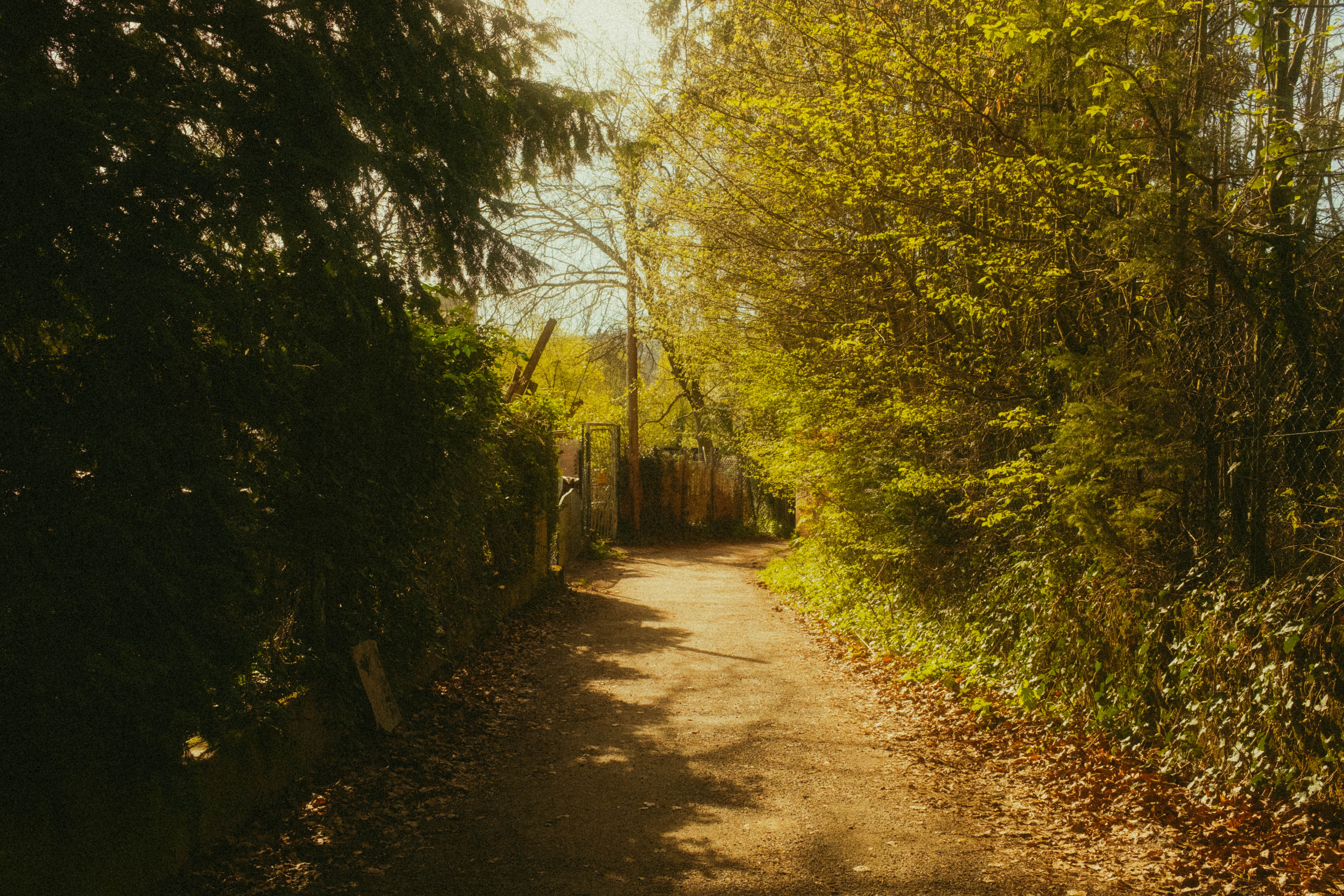 Color image 7