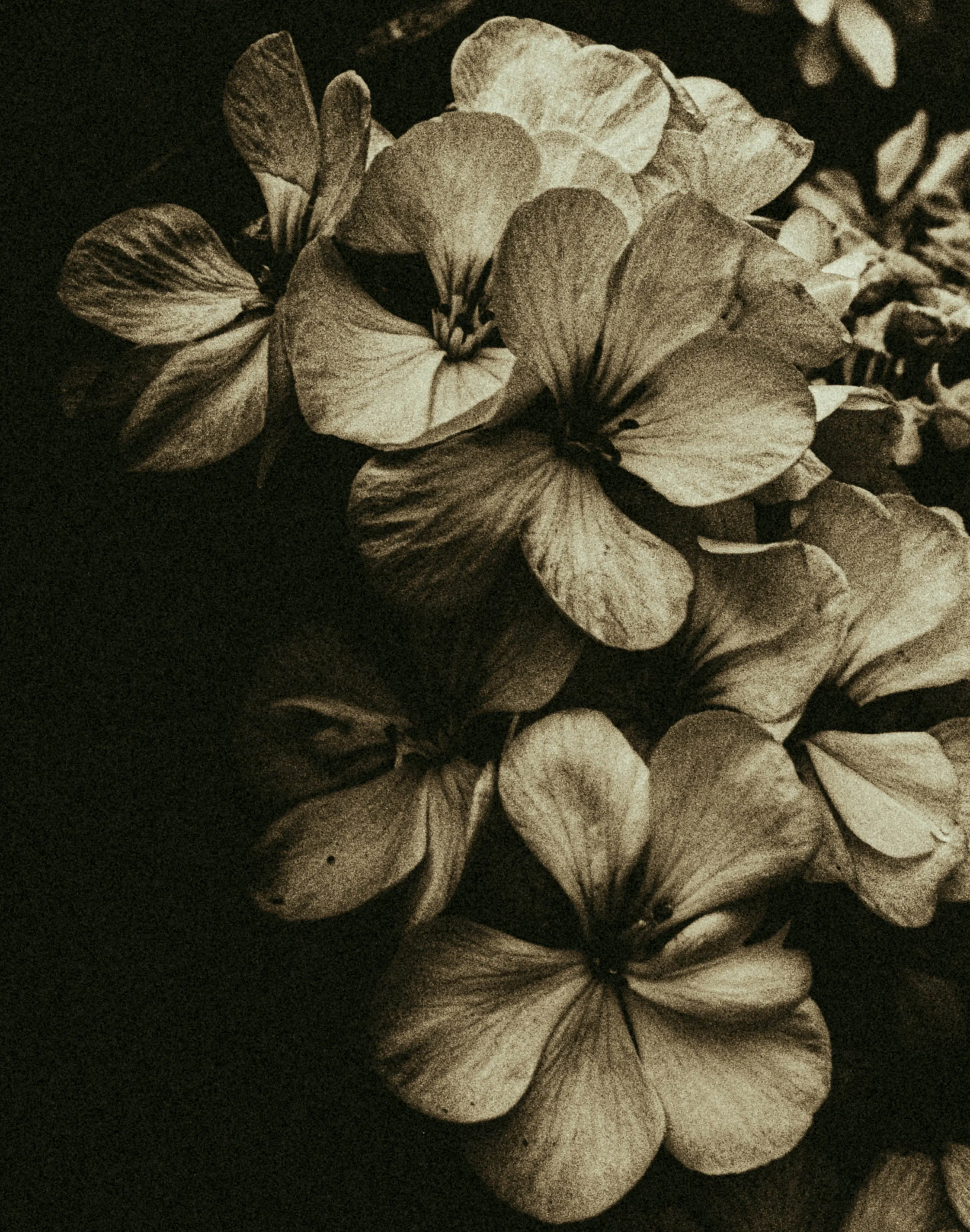 BlackAndWhite image 5
